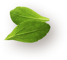 about leaf